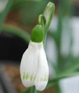 Galanthus 'Sprite'