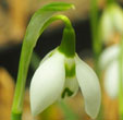 Galanthus 'Ophelia'