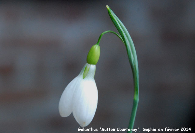 Galanthus 'Sutton Courtenay'