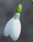 Galanthus 'Wisley Magnet'