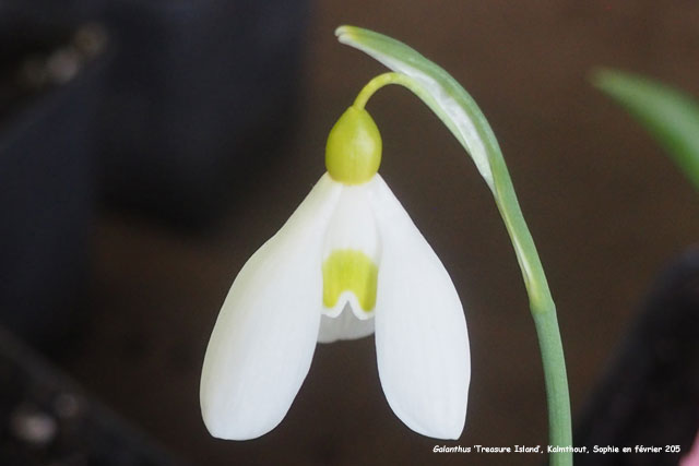 Galanthus 'Treasure Island'