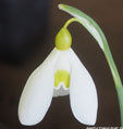 Galanthus 'treasure Island'