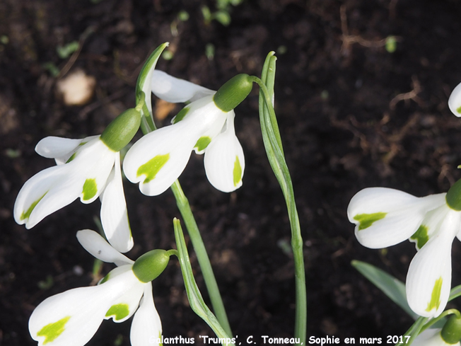 Galanthus 'Trumps'