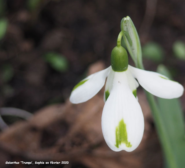 Galanthus 'Trumps'