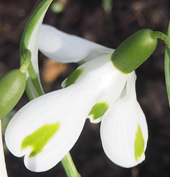 Galanthus 'Trumps'