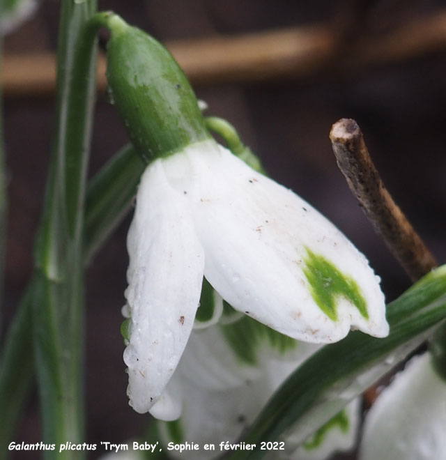 Galanthus plicatus 'Trym Baby'