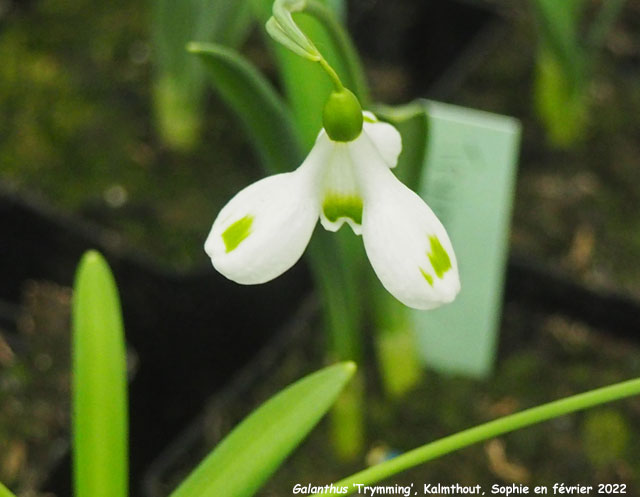 Galanthus 'Trymming'