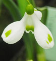 Galanthus 'Trymming'