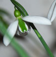 Galanthus 'Tubby merlin'