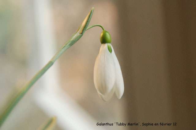 Galanthus 'Tubby Merlin'