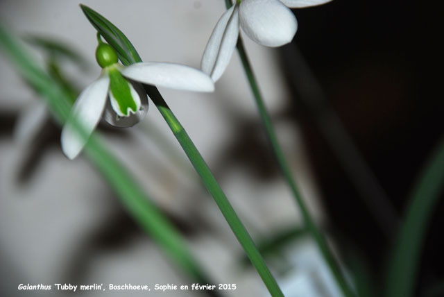 Galanthus 'Tubby Merlin'