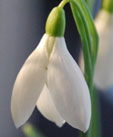 Galanthus plicatus 'Washfield Warham'