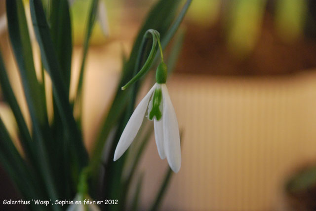 Galanthus 'Wasp'