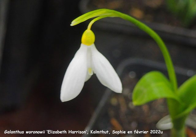 Galanthus woronowii 'Elizabeth Harrison'