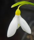 Galanthus woronowii 'Elizabeth Harrison'