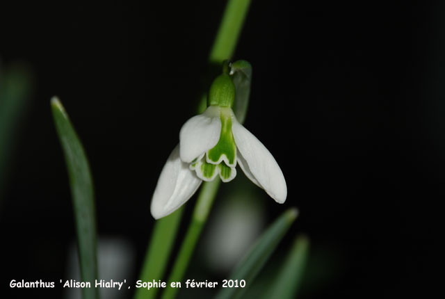 Galanthus 'Alison Hilary'