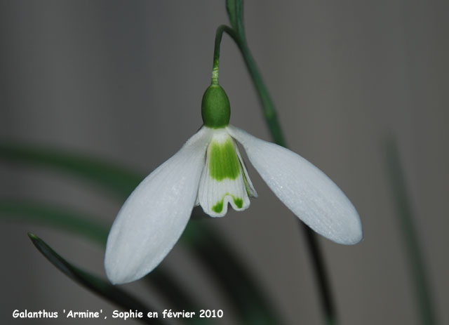 Galanthus 'Armine'