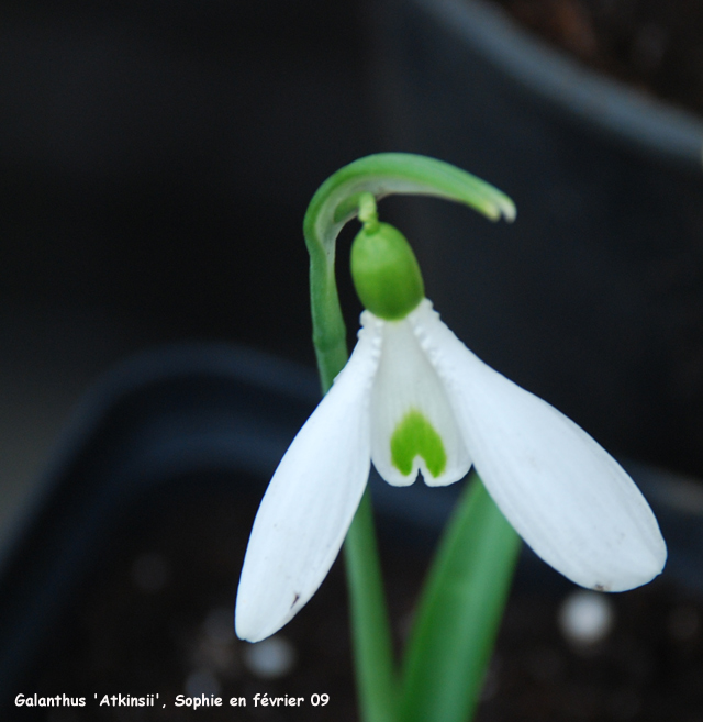 Galanthus 'Atkinsii'