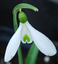 Galanthus 'Atkinsii'