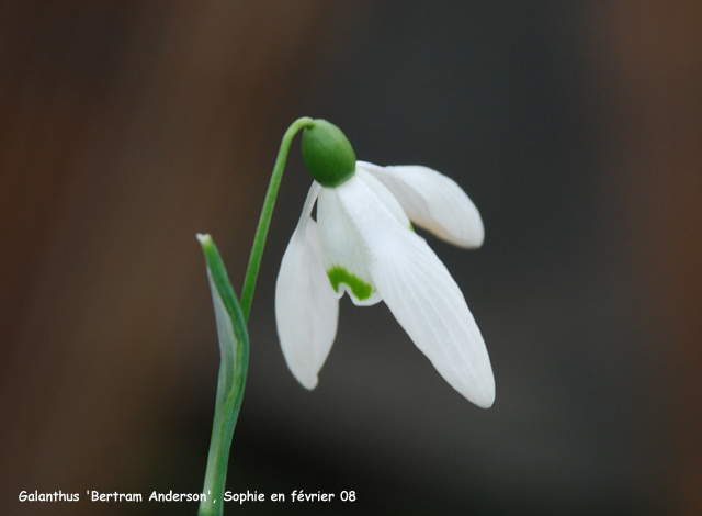 Galanthus 'Bertram Anderson'