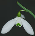 Galanthus 'Bill Bishop'