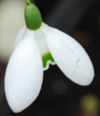 Galanthus 'Brenda Troyle'