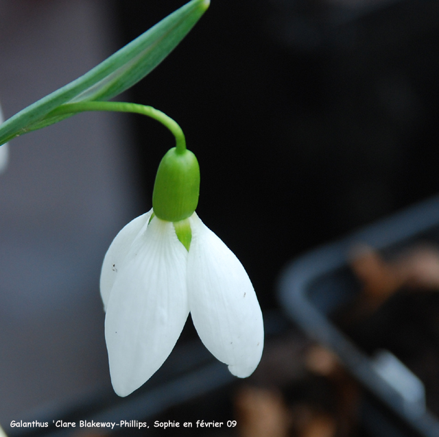 Galanthus 'Clare Blakeway-Phillips'