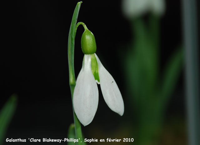 Galanthus 'Clare Blakeway-Phillips'