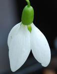 Galanthus 'Clare Blakeway-Phillips'