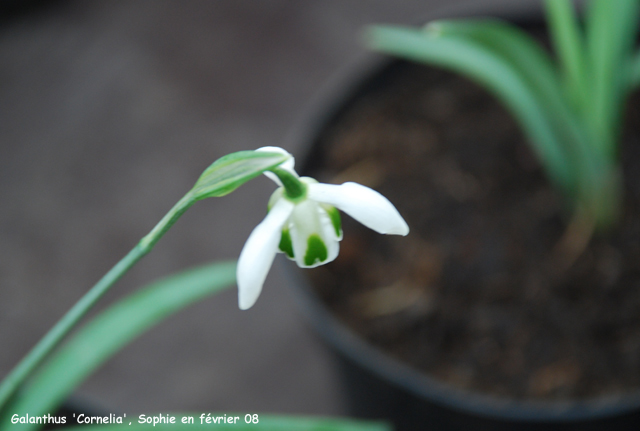 Galanthus 'Cordelia'