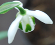 Galanthus 'Cordelia'