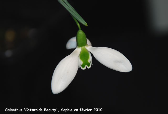 Galanthus 'Cotswolds Beauty'