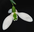 Galanthus 'Cotswolds Beauty''