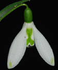 Galanthus elwesii 'Daphne's Scissors'