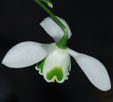 Galanthus 'Ding Dong'