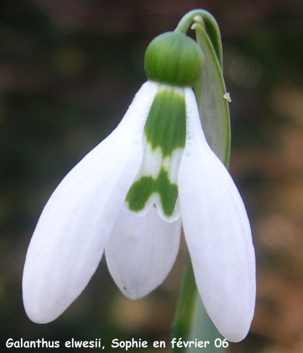 Galanthus elwesii