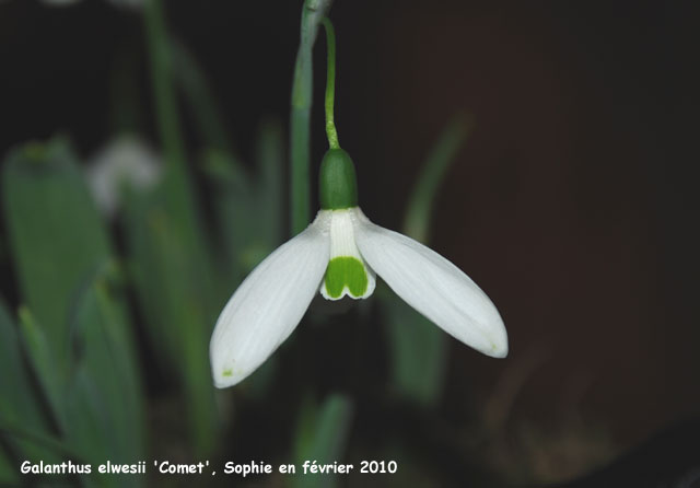 Galanthus elwesii 'Comet'