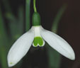 Galanthus elwesii 'Comet'