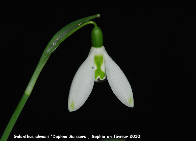 Galanthus elwesii 'Daphne's Scissors'