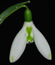 Galanthus elwesii 'Daphne's Scissors'