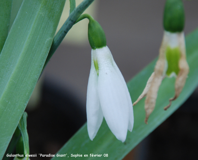 Galanthus elwesii 'Paradise Giant'