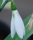 Galanthus elwesii 'Paradise Giant'