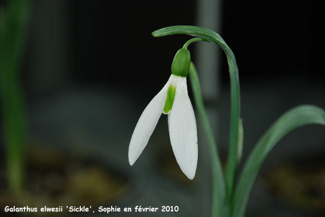 Galanthus elwesii 'Sickle'