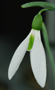 Galanthus elwesii 'Sickle'