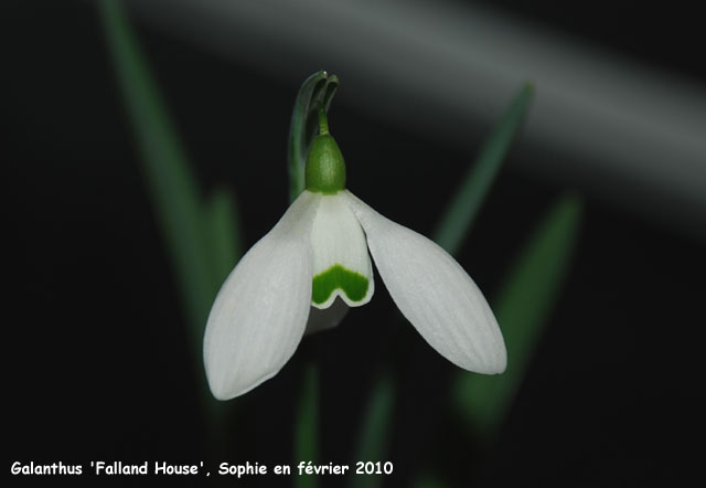 Galanthus 'Falkland House'