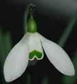 Galanthus 'Falkland House'