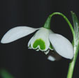 Galanthus 'G71'