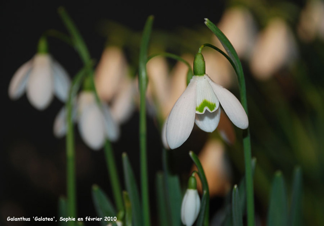 Galanthus 'Galatea'