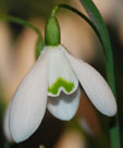 Galanthus nivalis 'Galatea'