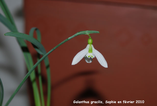 Galanthus gracilis